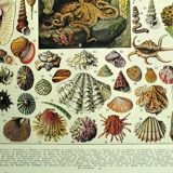 Antique lithograph 1928 - Mollusk, shell, snail, animals
