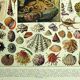 Antique lithograph 1928 - Mollusk, shell, snail, animals
