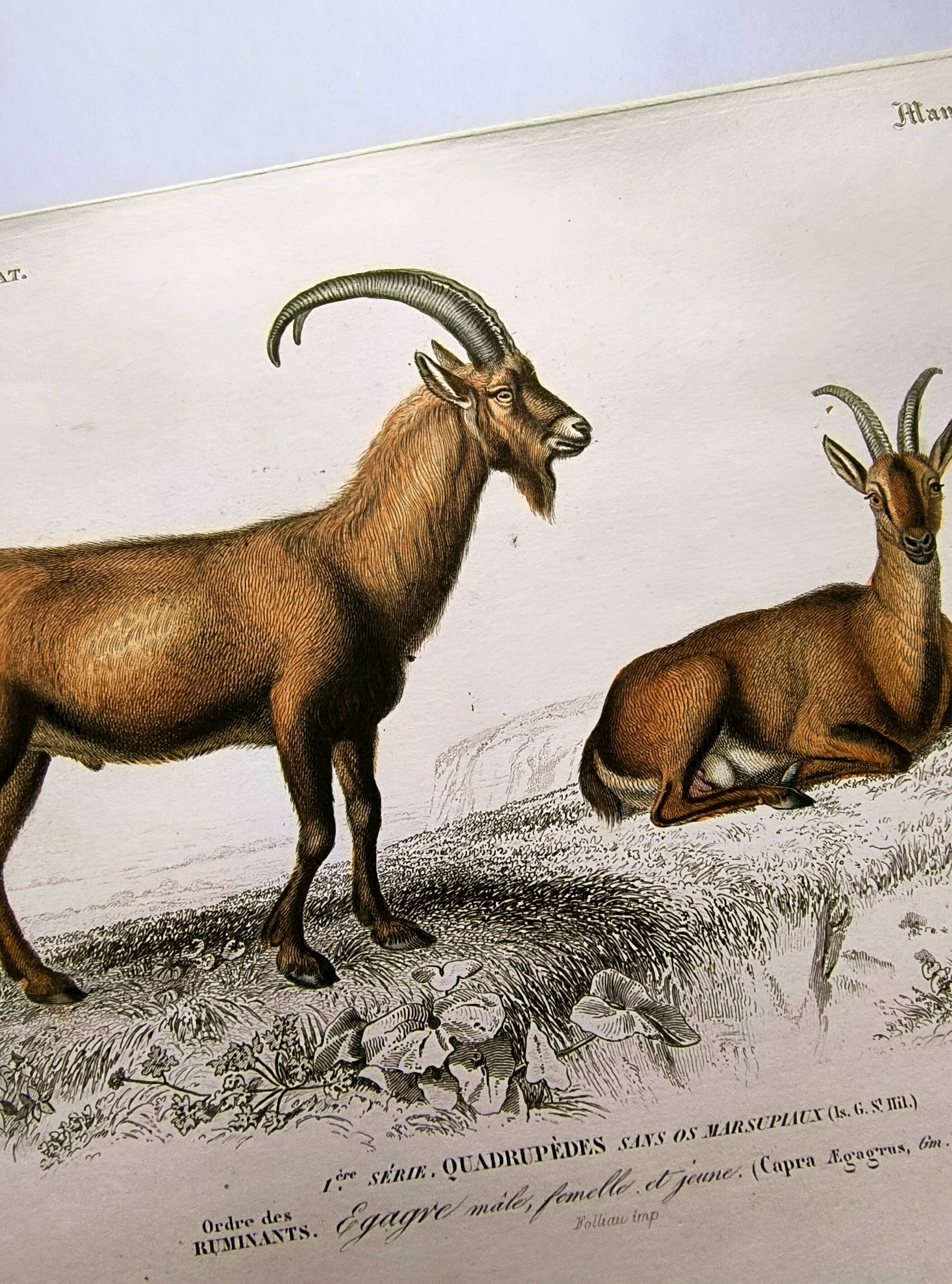 Old engraving from 1849. Egagre by E.Travies. Atlas of Orbigny. color