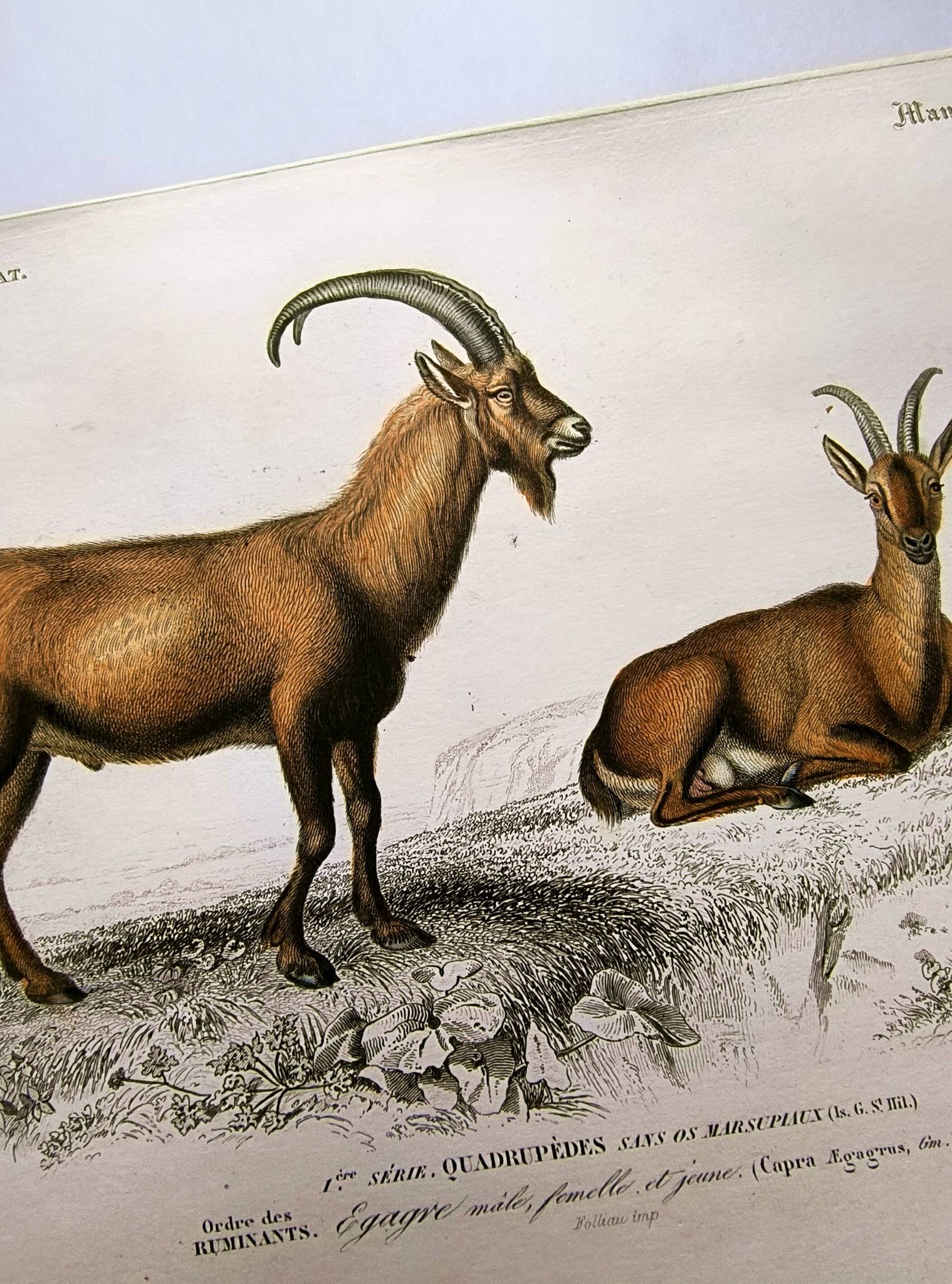 Old engraving from 1849. Egagre by E.Travies. Atlas of Orbigny. color