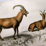 Old engraving from 1849. Egagre by E.Travies. Atlas of Orbigny. color