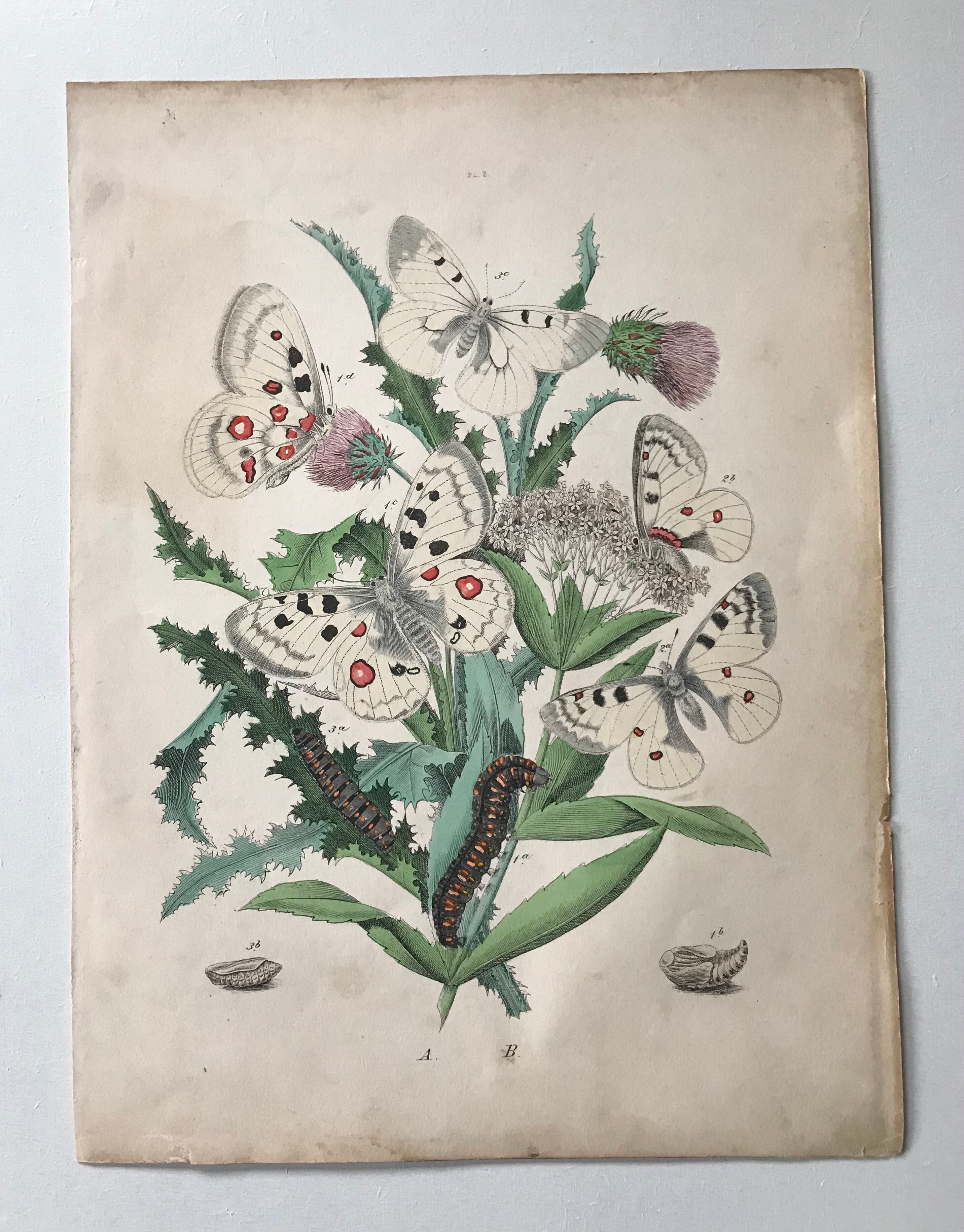 Botanical posters and butterflies 1876