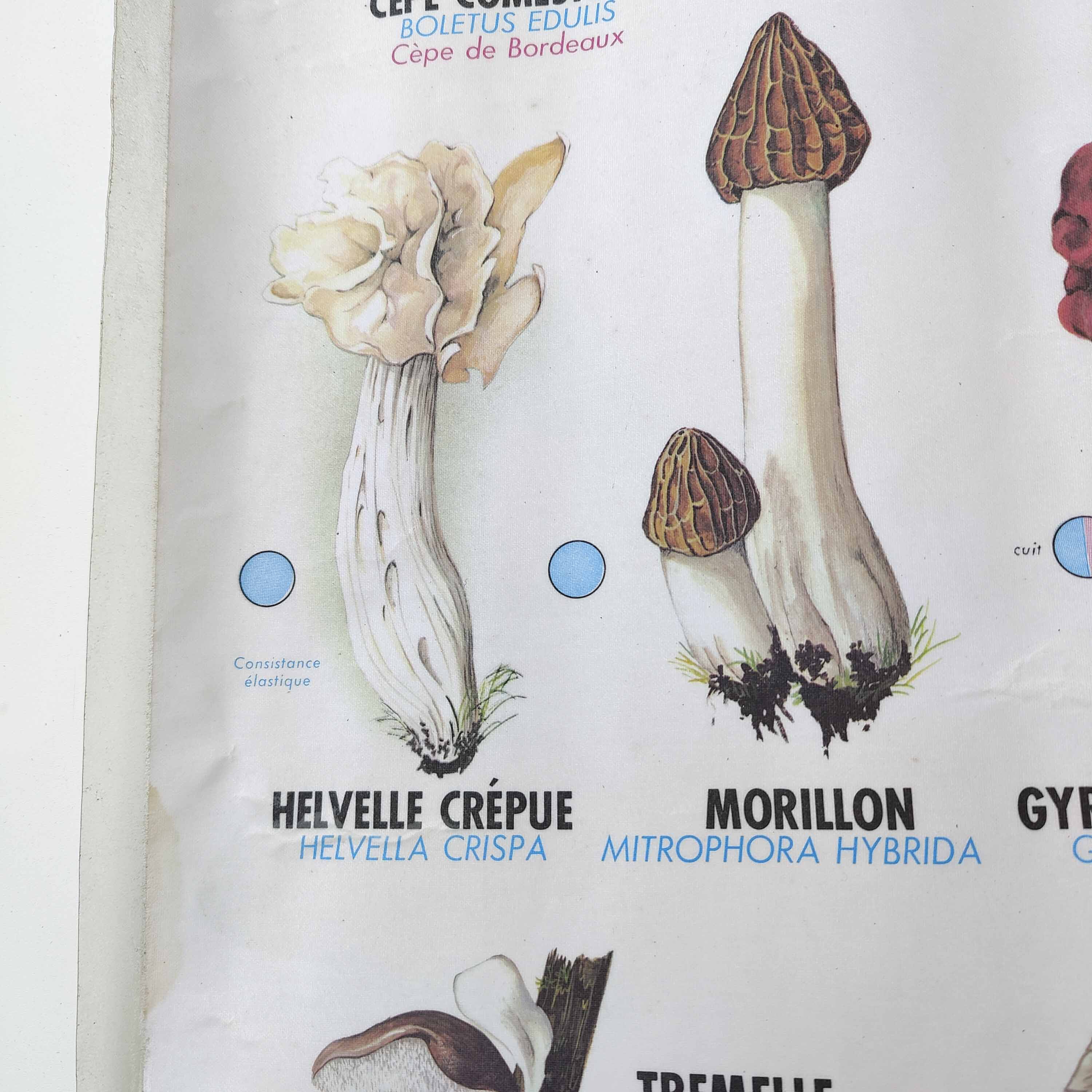 Large school poster MDI double-sided Edible and Poisonous Mushrooms 1979