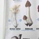 Large school poster MDI double-sided Edible and Poisonous Mushrooms 1979