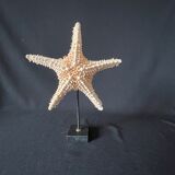 Natural starfish on marble base old cabinet of curiosities shell