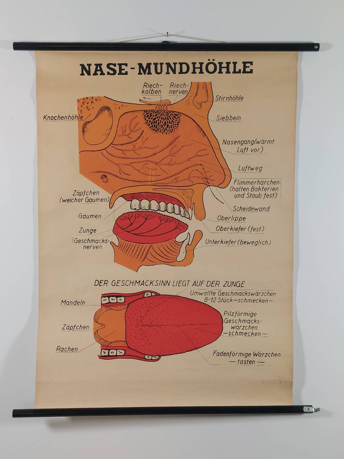 Vintage educational wall hanging roll chart poster map