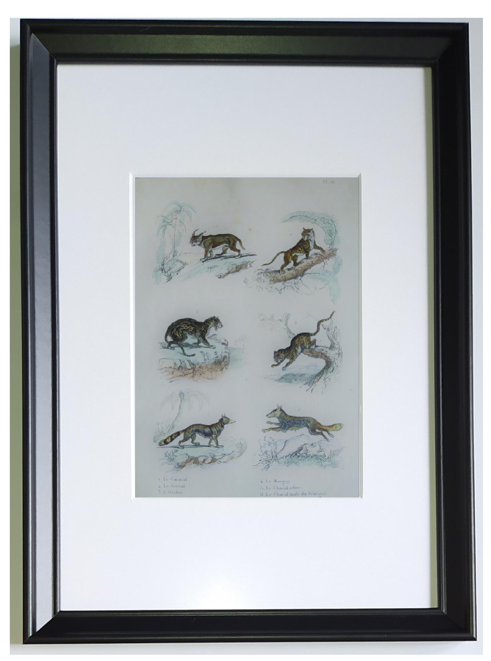 Original zoological plate " Caracal - Serval - Ocelot - &c... " Buffon (1836)