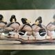 Set of 2 decorative duck wall posters ideal for children's rooms