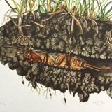 Illustration ancienne "insectes", années 60