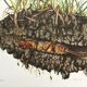 Antique illustration "insects", 1960s