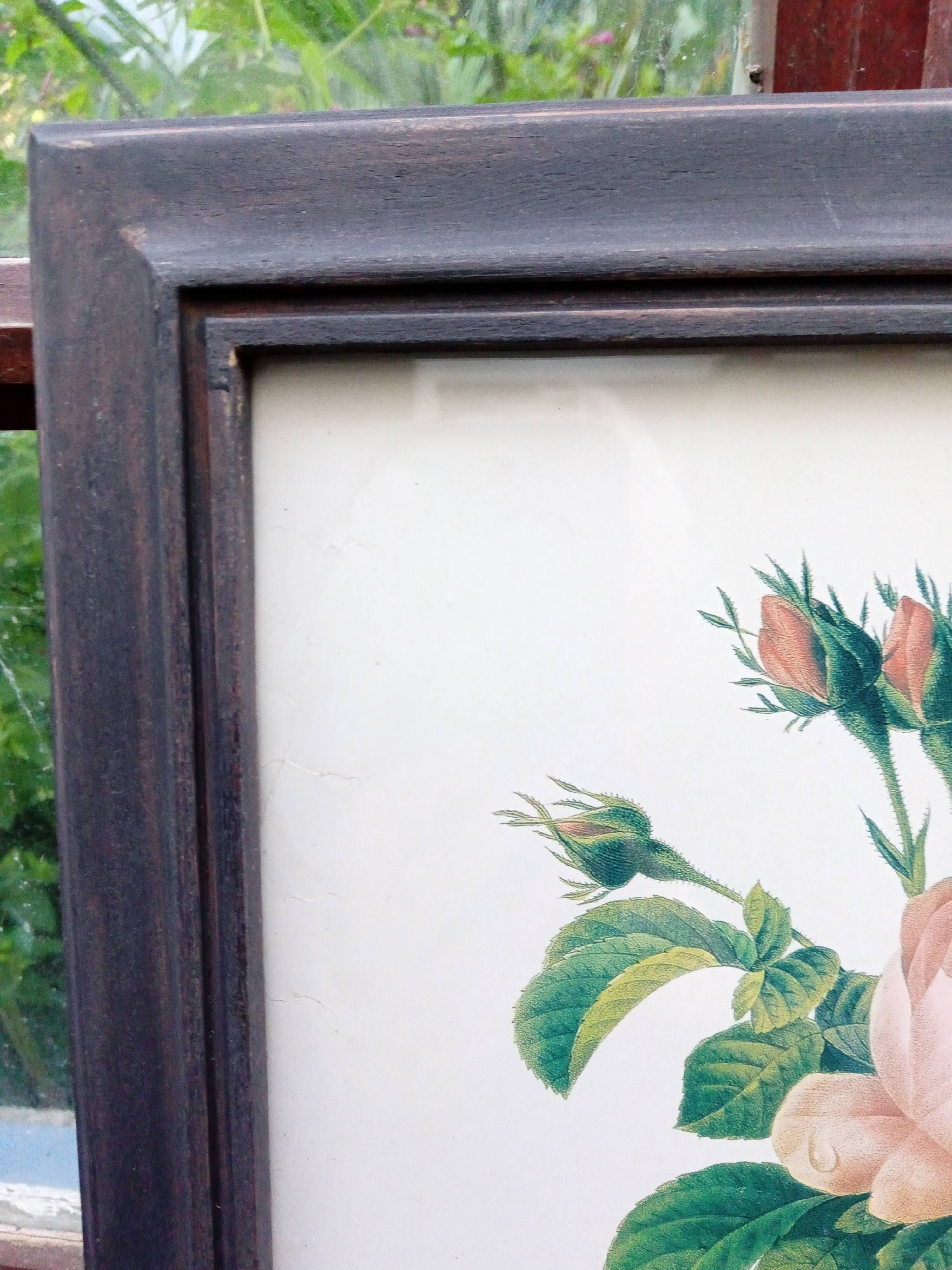 Botanical plate by Redouté