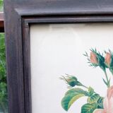 Botanical plate by Redouté