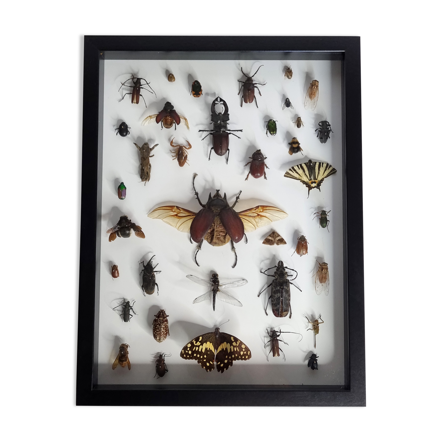 Tableau d'insectes naturalisés, ancienne collection d'entomologiste
