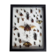 Tableau d'insectes naturalisés, ancienne collection d'entomologiste