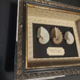 Frame with argonaut shells argonauta hians