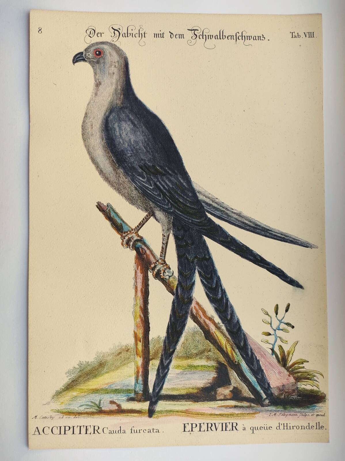 Old bird engraving - Swallow-tailed hawk - Zoological plate by Seligmann & Catesby
