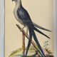 Old bird engraving - Swallow-tailed hawk - Zoological plate by Seligmann & Catesby