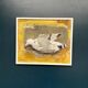 Original Swedish Oil on Canvas – “Seagull” by Ingeborg Stragnell – Signed