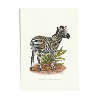 Vintage school print of a chapman zebra