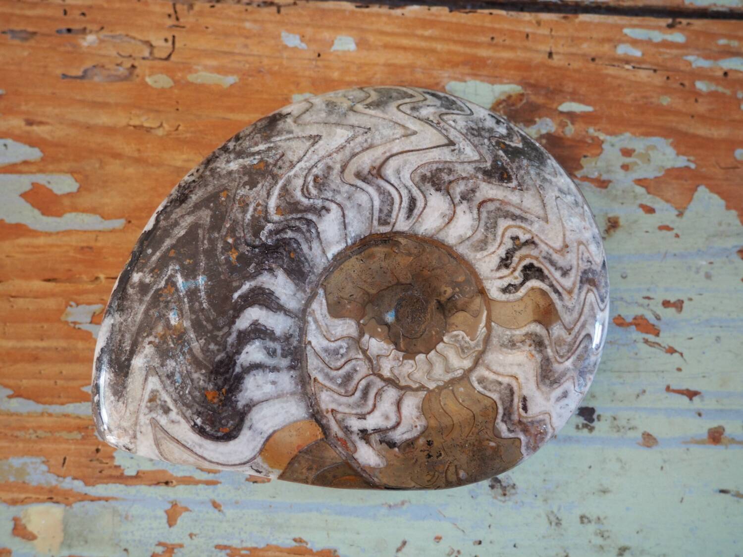 Polished Ammonite