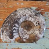 Polished Ammonite