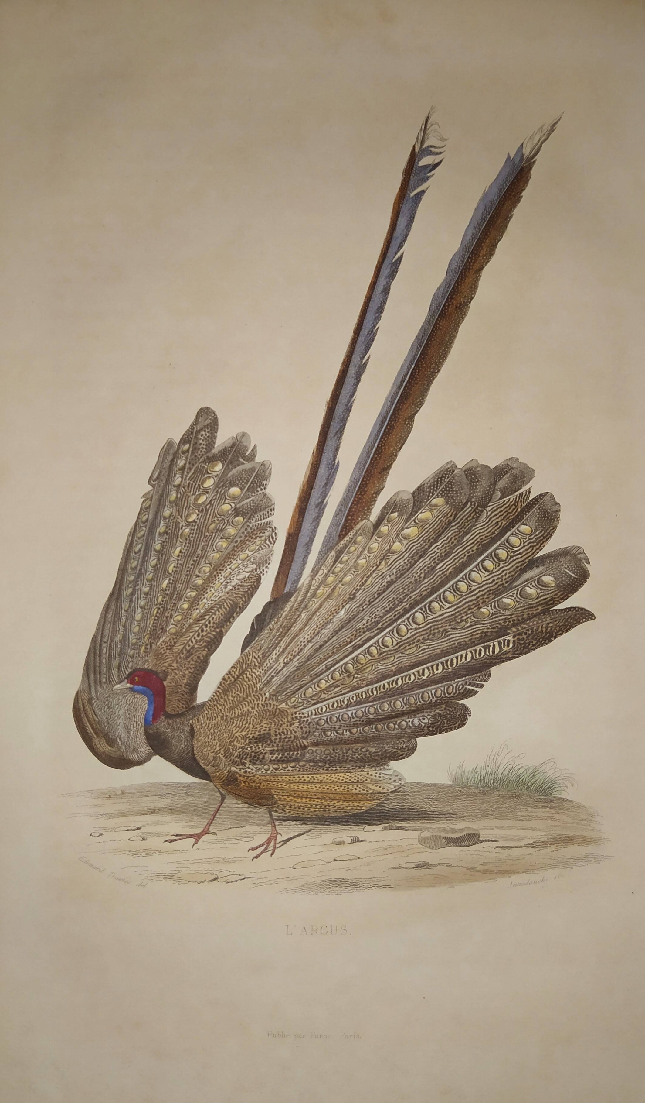 Ornithological Plate Buffon 1838 "the Argus"