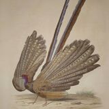 Ornithological Plate Buffon 1838 "the Argus"