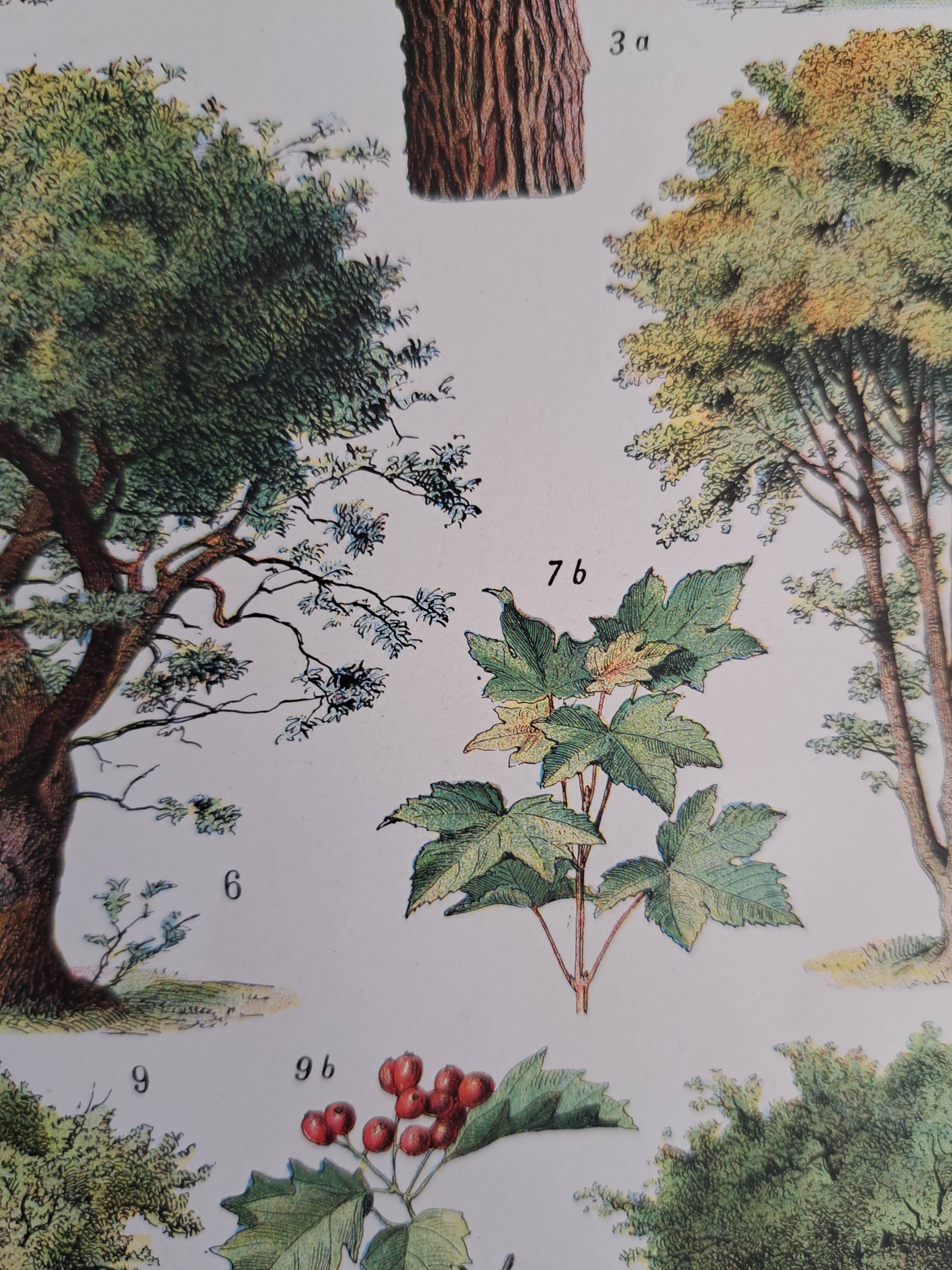 Old botanical plate "Trees" – naturalistic illustration