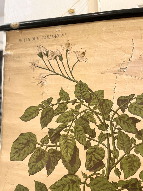 Old Deyrolle board "The potato"