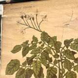 Old Deyrolle board "The potato"