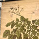 Ancienne planche Deyrolle “La pomme de terre”