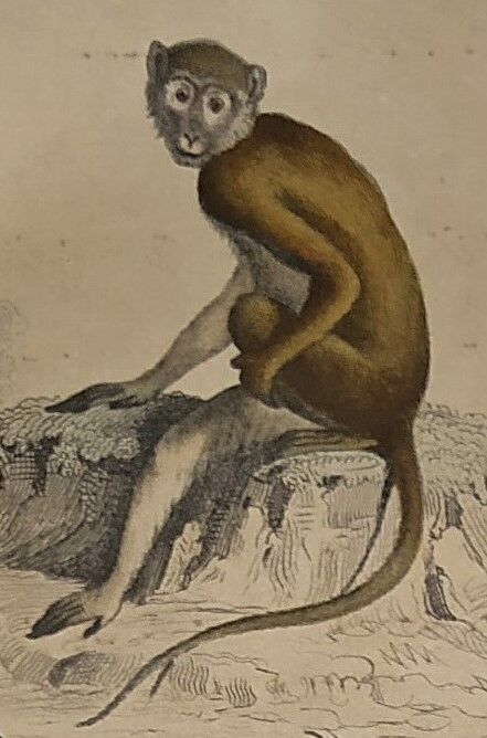 Planche zoologique originale de 1839