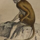Original zoological plate of 1839
