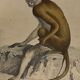 Original zoological plate of 1839