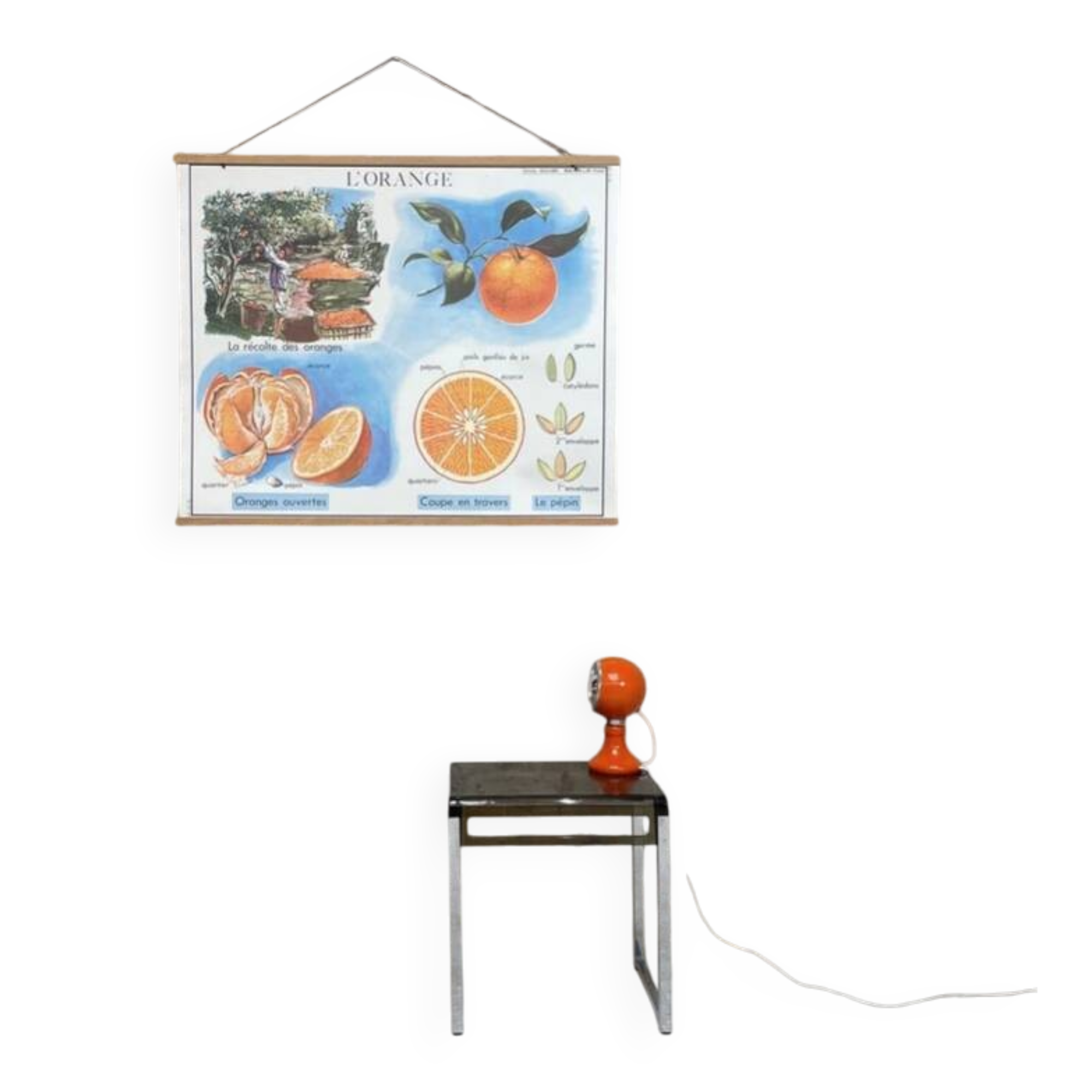 School poster the orange and the fur