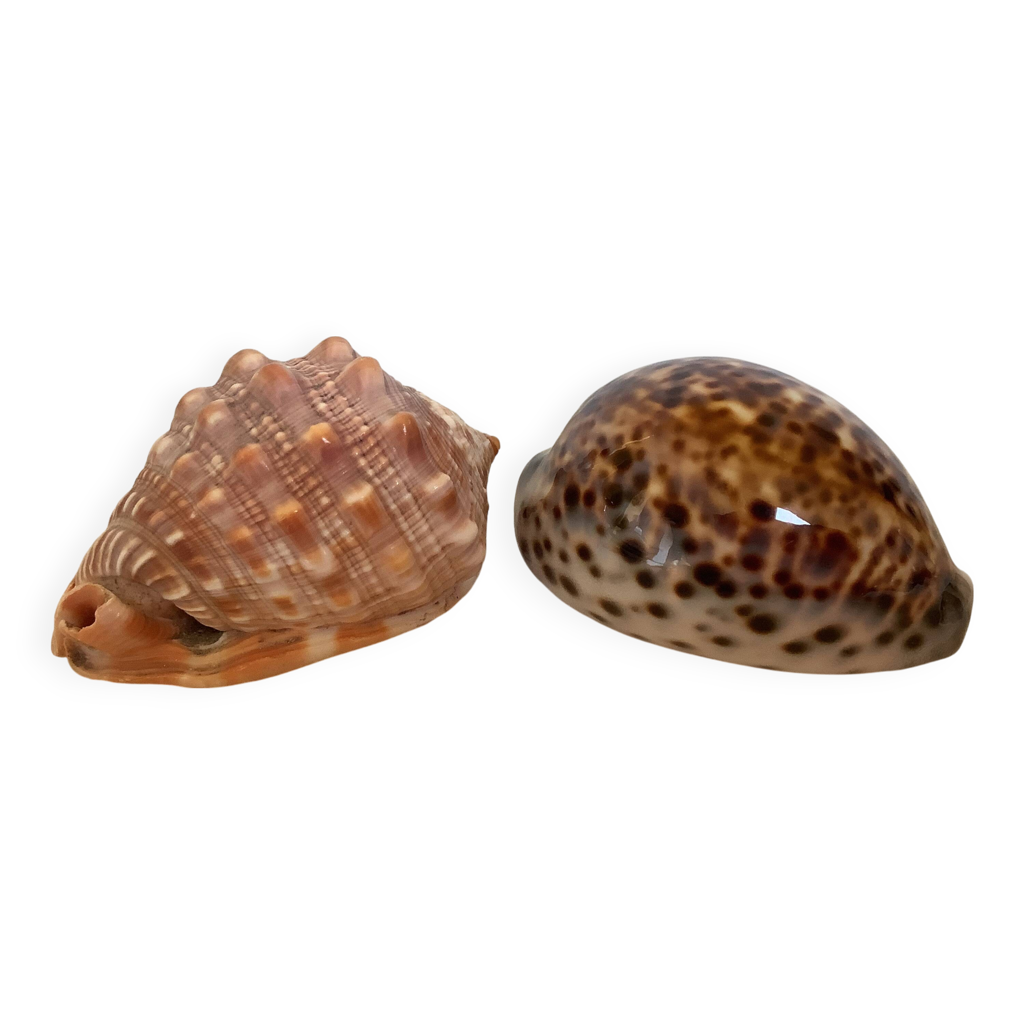 Duo de coquillages cypraea tigris