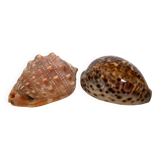 Duo of cypraea tigris shells