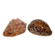 Duo de coquillages cypraea tigris