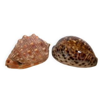 Duo of cypraea tigris shells
