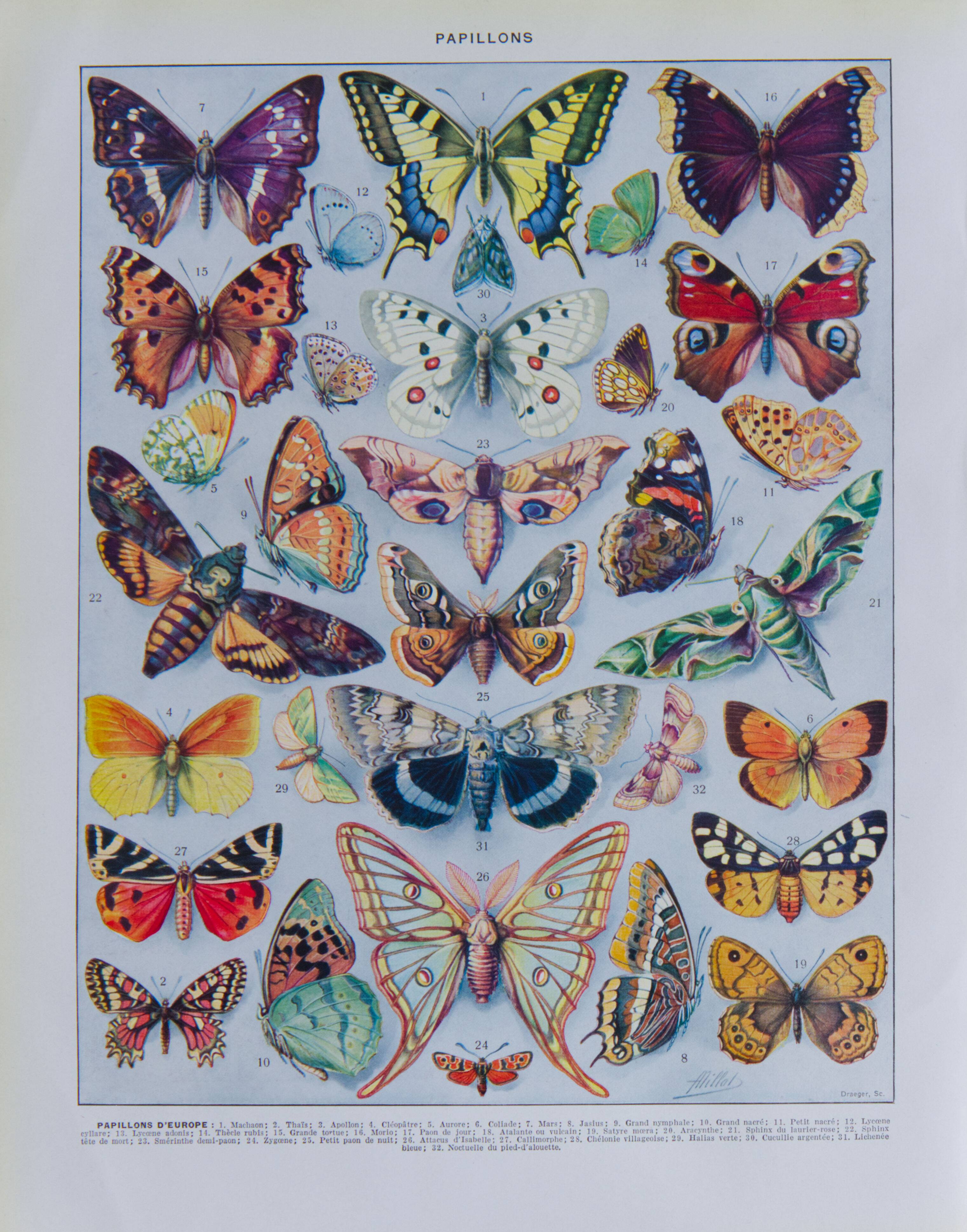 The butterflies of Europe – original naturalist plate, 1930 Adolphe Millot