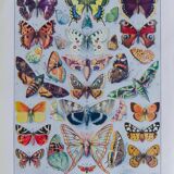 The butterflies of Europe – original naturalist plate, 1930 Adolphe Millot