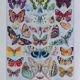 The butterflies of Europe – original naturalist plate, 1930 Adolphe Millot