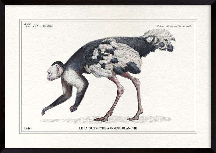 Lithograph engraving chimu00e8re animal - the saddingruche