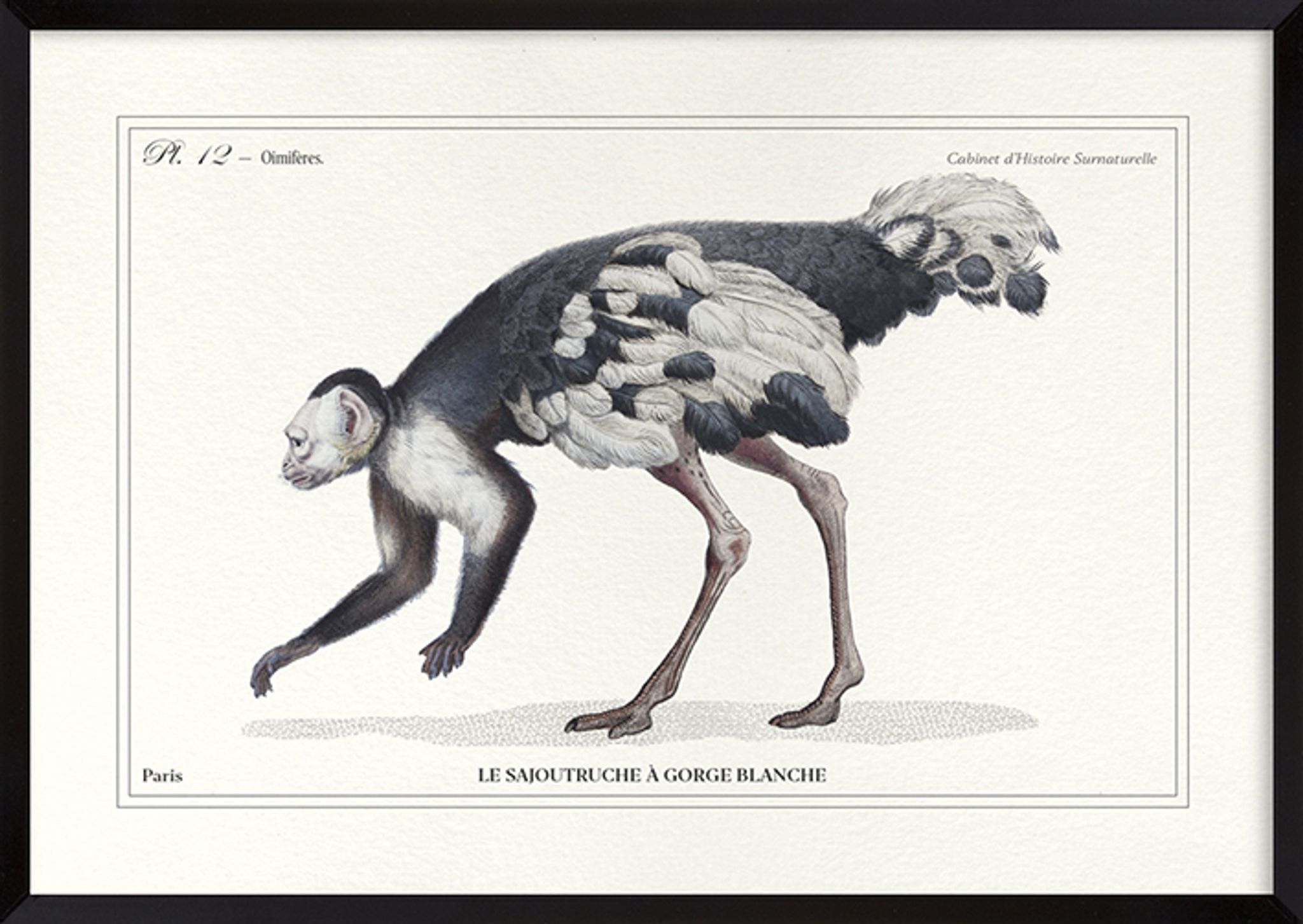 Lithograph engraving chimu00e8re animal - the saddingruche