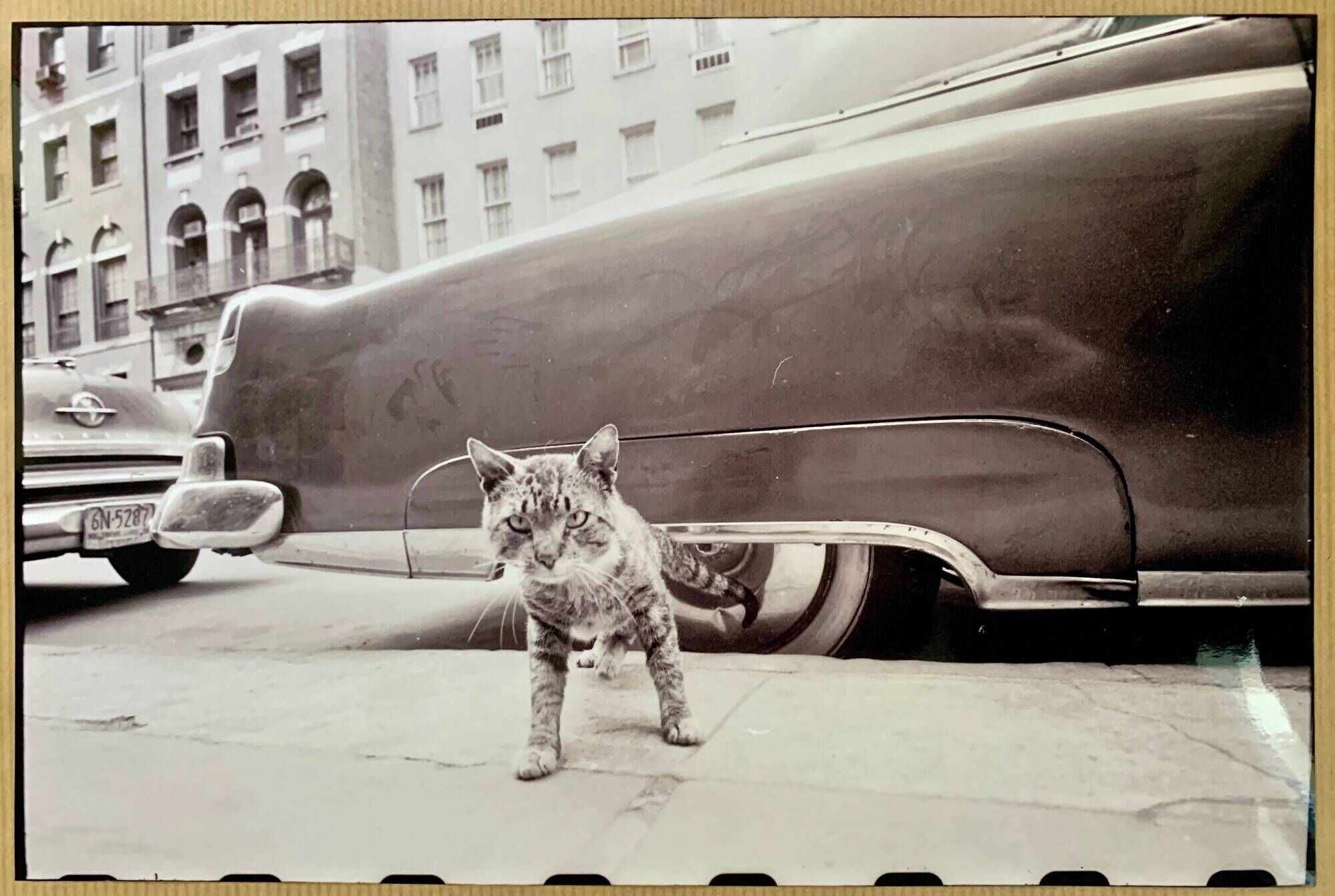 “Cat on Sidewalk” – New York City, 1958 fine art photo by Angelo Rizzuto