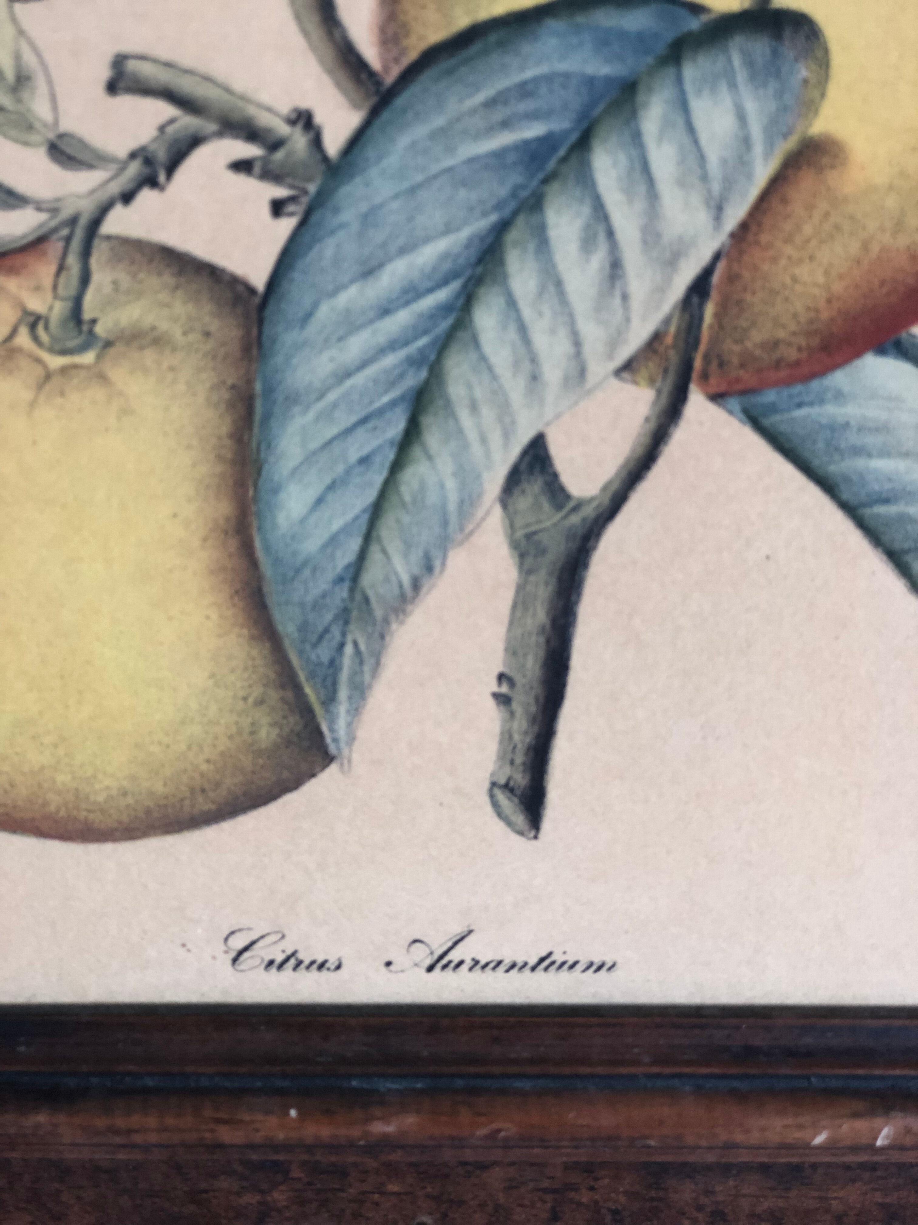 Framed botanical drawing