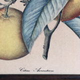 Framed botanical drawing