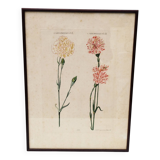 Gravure botanique tableau oeillets XVIII ème Wirsing