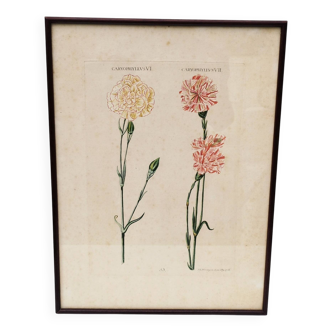 Botanical engraving painting carnations XVIII century Wirsing