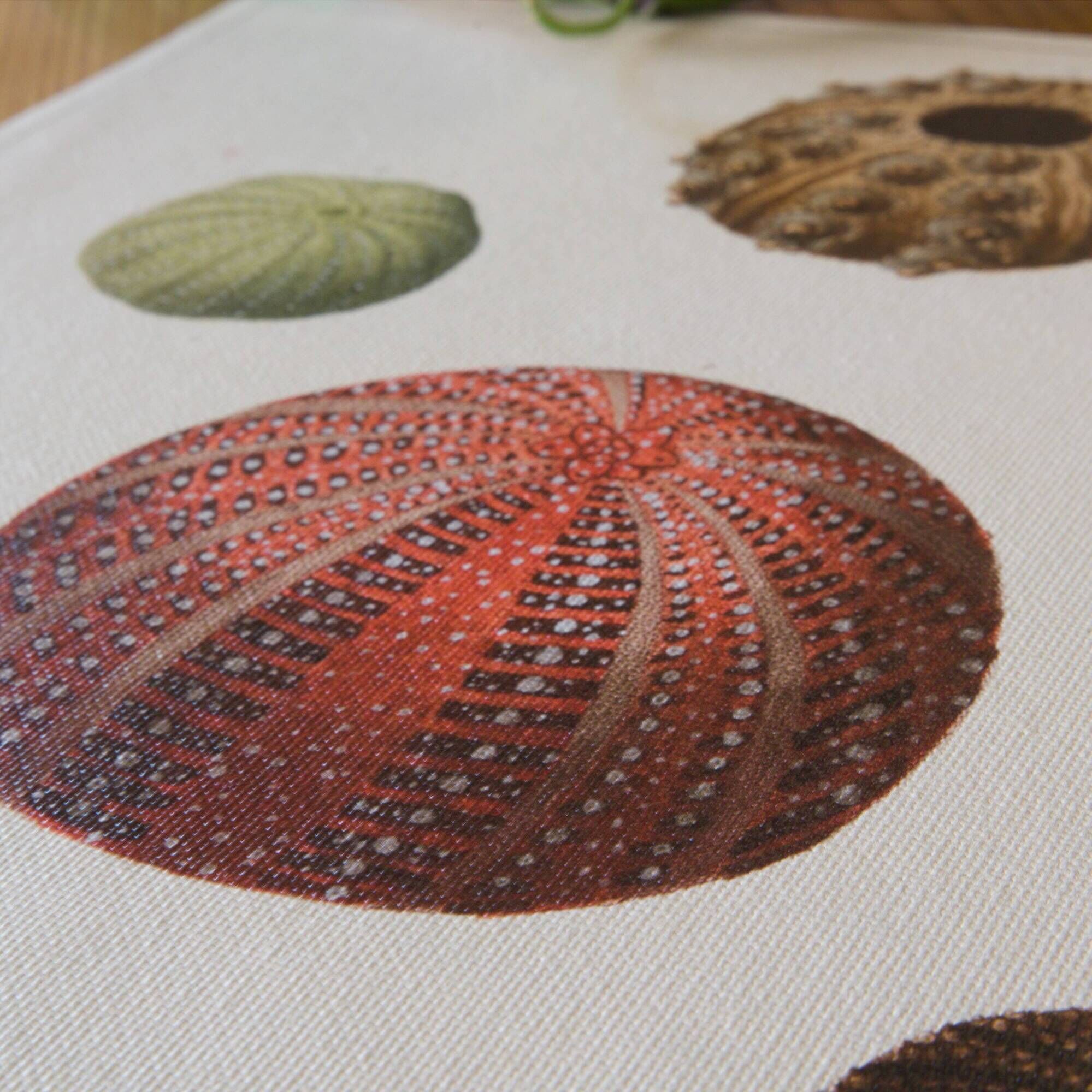 Vintage botanical poster of sea urchins printed on canvas, 30 × 40 cm